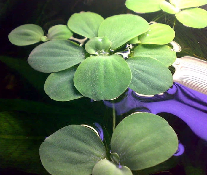 Muschelblume - Wassersalat - Grüne Wasserrose / Pistia Stratiotes – Bild 2