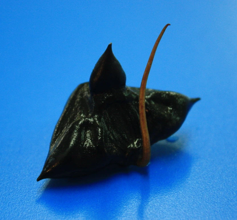 Nuss Der Einheimischen Wassernuss - Wasserkastanie / Trapa Natans *RAR* – Bild 2