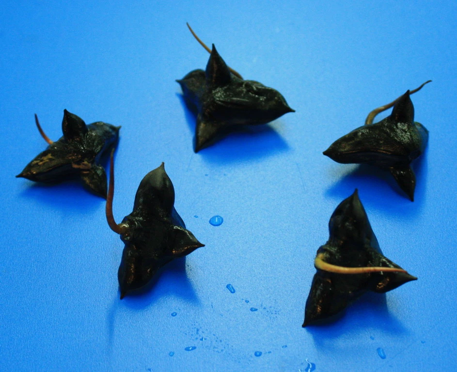 Nuss Der Einheimischen Wassernuss - Wasserkastanie / Trapa Natans *RAR* – Bild 3