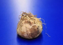 Set Orange Kaiserkrone / Fritillaria Imperialis "Aurora"