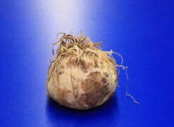 Kaiserkrone "Rubra Maxima" / Fritillaria Imperialis "Rubra Maxima" - Jumbo Blumenzwiebel