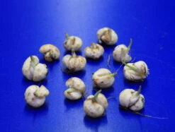 Set Schachbrettblume, Schachblume, Kaiserkrone / Fritillaria Meleagris