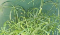 Zyperngras, Zypergras / Cyperus Alternifolius Im 9x9 Cm Topf