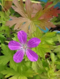 Sumpf Storchschnabel / Geranium Palustre Im 9 Cm Topf
