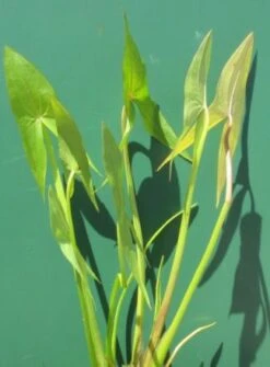 Breitblättriges Pfeilkraut / Sagittaria Latifolia Im 9x9 Cm Topf