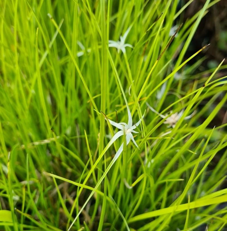 Sternentänzer / Rhynchospora Colorata Im 9 Cm Topf