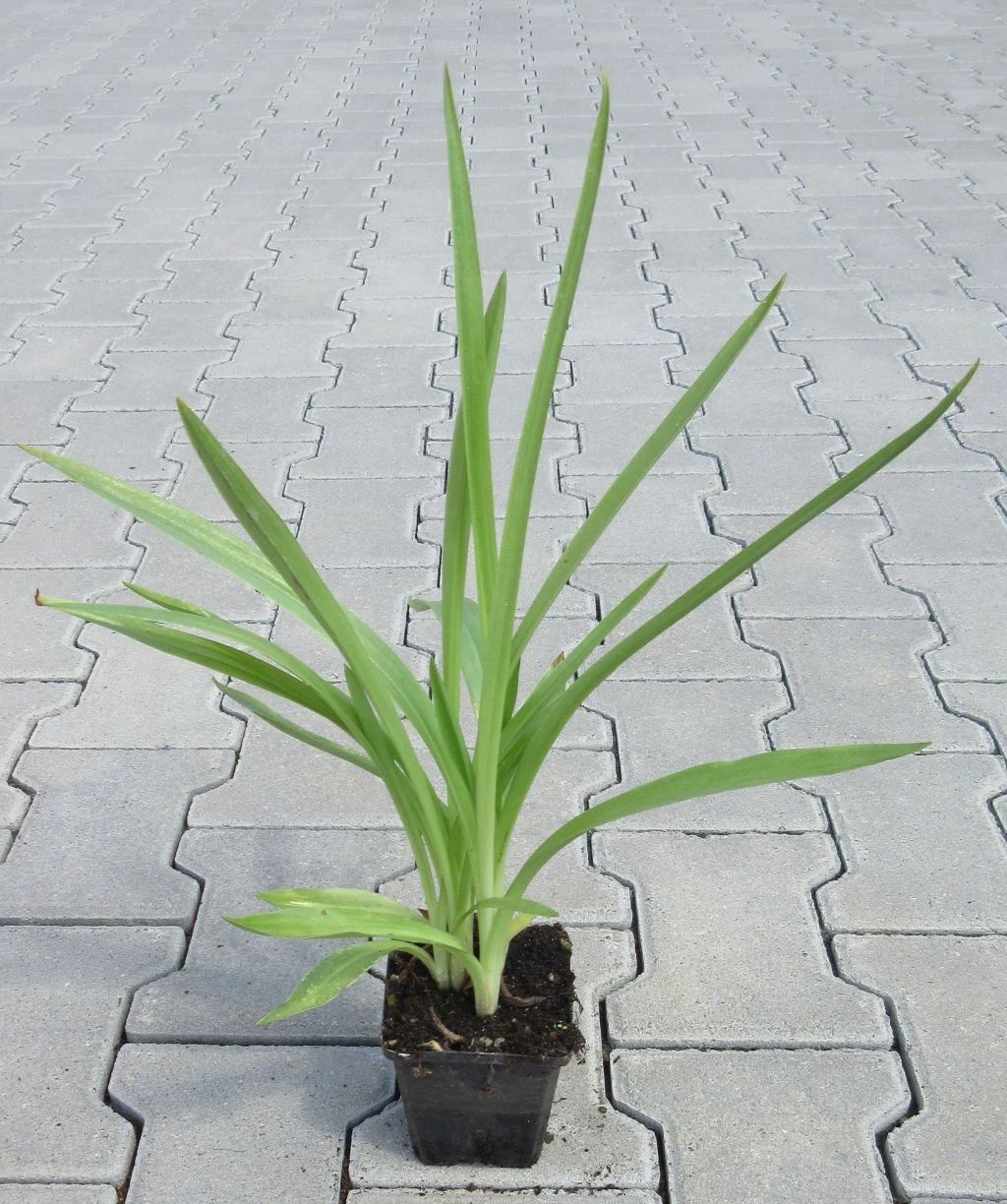 Gartenorchidee / Spiranthes Cernua Odorata 'Chadd's Ford' Im 9 Cm Topf