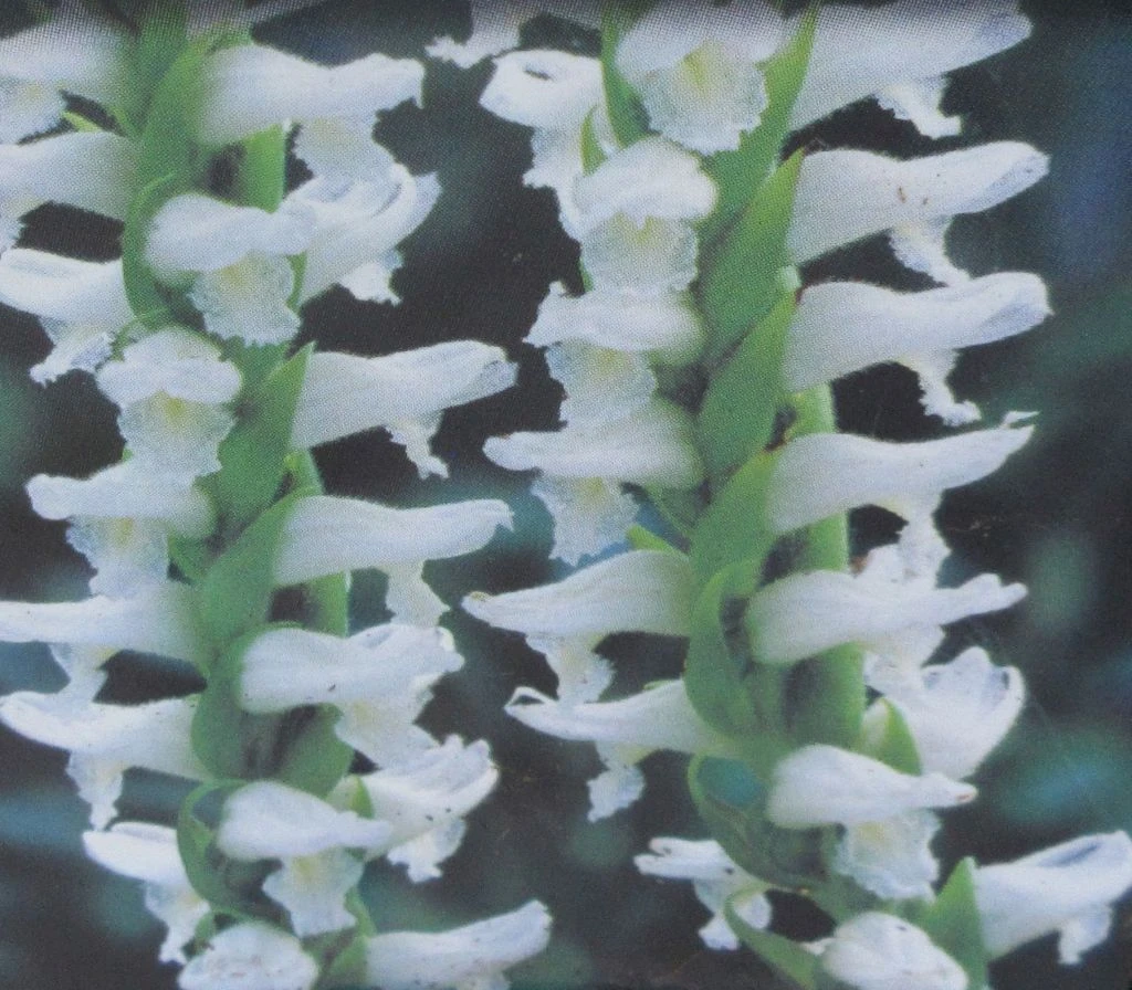 Gartenorchidee / Spiranthes Cernua Odorata 'Chadd's Ford' Im 9 Cm Topf – Bild 2