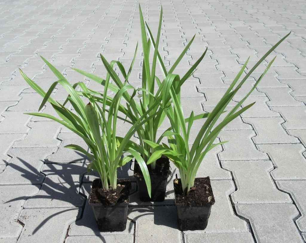 Gartenorchidee / Spiranthes Cernua Odorata 'Chadd's Ford' Im 9 Cm Topf – Bild 3