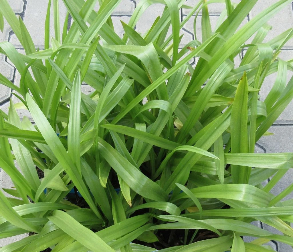 Gartenorchidee / Spiranthes Cernua Odorata 'Chadd's Ford' Im 9 Cm Topf – Bild 4