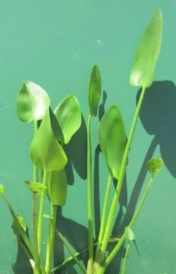 Herzblättriges Hechtkraut / Pontederia Cordata Im 9x9 Cm Topf