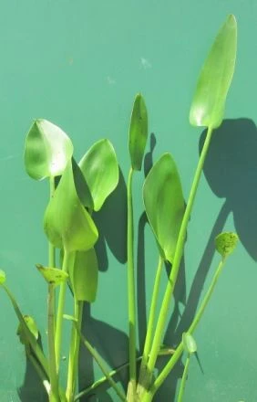 Herzblättriges Hechtkraut / Pontederia Cordata Im 9x9 Cm Topf
