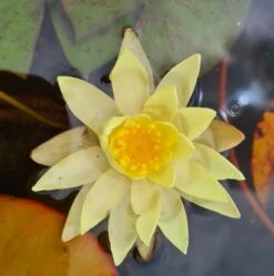 Gelbe Zwerg-Seerose / Nymphaea Pygmaea ´Helvola´ Miniseerose Im 9x9 Cm Topf
