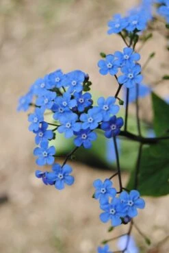 Sumpfvergißmeinnicht "Bill Baker Blue" / Myosotis 'Bill Baker Blue' Im 9x9 Cm Topf