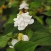 Gefüllter Eidechsenschwanz / Houttuynia Cordata Plena Im 9x9 Cm Topf
