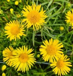 Weiden-Alant / Inula Salicina Im 9x9 Cm Topf