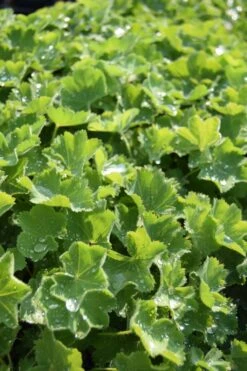 Großblättriger Frauenmantel / Alchemilla Mollis Im 9x9 Cm Topf