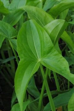 Gefülltblühendes Pfeilkraut / Sagittaria Latifolia Plena Im 11x11 Cm Topf