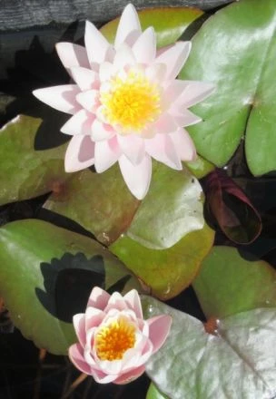 Rosa Seerose / Nymphaea 'Marliacea Rosea' Im 11x11 Cm Topf