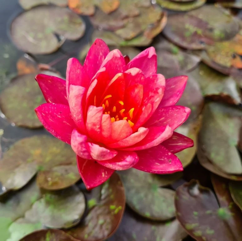 Zweifarbige Seerose / Nymphaea "Wanvisa" *Rarität* – Bild 3