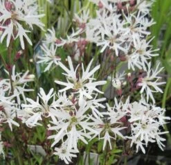 Weiße Kuckucks-Lichtnelke / Lychnis Flos-cuculi "White Robin" Im 9x9 Cm Topf