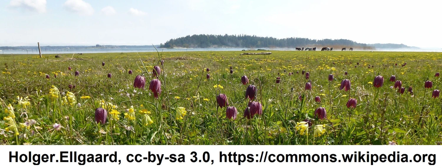 Schachbrettblume, Schachblume / Fritillaria Meleagris Im 9x9 Cm Topf – Bild 2