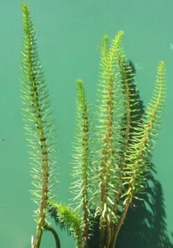 Tannenwedel / Hippuris Vulgaris (Hipperus) Im 9x9 Cm Topf