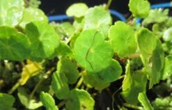 Wassernabel / Hydrocotyle Vulgaris Im 9x9 Cm Topf