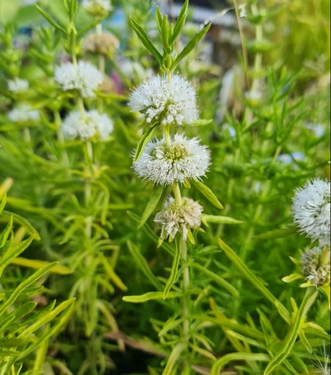 Weiße Englische Wasserminze / Mentha (Preslia) Cervina 'Alba' Im 9x9 Cm Topf