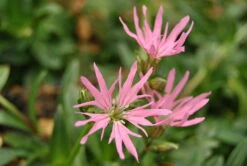 Zwerg-Kuckucksblume / Lychnis Flos-cuculi "Nana" Im 9x9 Cm Topf
