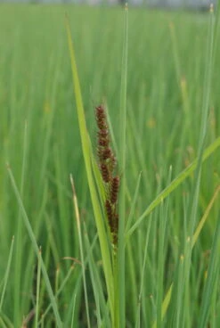 Hirse Segge / Carex Panicea Im 9x9 Cm Topf