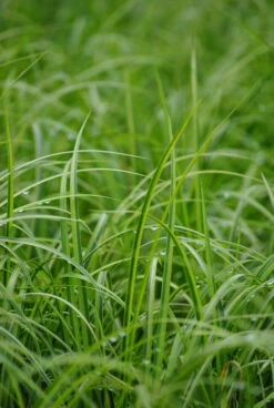 Gestreifter Zwergkalmus / Acorus Gramineus "Ogon" Im 9x9 Cm Topf