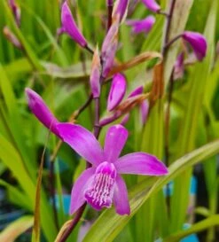 Winterharte Gartenorchidee - Japanorchidee / Bletilla Striata