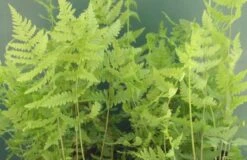 Sumpf-Lappenfarn / Thelypteris Palustris Im 9x9 Cm Topf