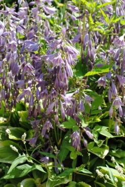 Herzblatt-Lilie / Hosta Hybride Im 9x9 Cm Topf