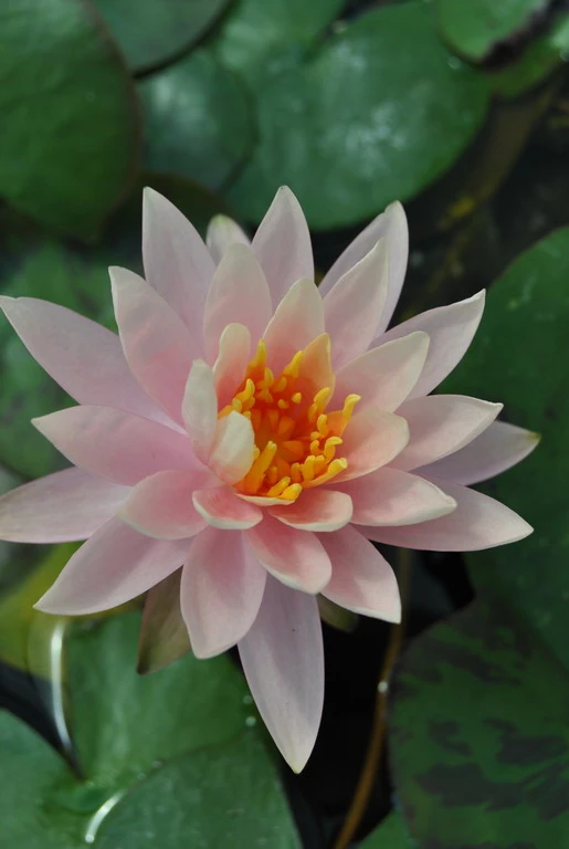 Rosa Wohlriechende Seerose / Nymphaea "Rosennymphe" Im 11x11 Cm Topf