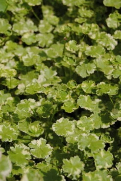 Gestreifter Wassernabel / Hydrocotyle "Crystal Confetti" Im 11x11 Cm Topf