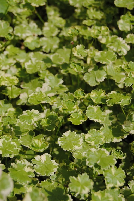 Gestreifter Wassernabel / Hydrocotyle "Crystal Confetti" Im 11x11 Cm Topf