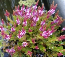 Kleinblättrige Rotala / Rotala Indica Im 11x11 Cm Topf