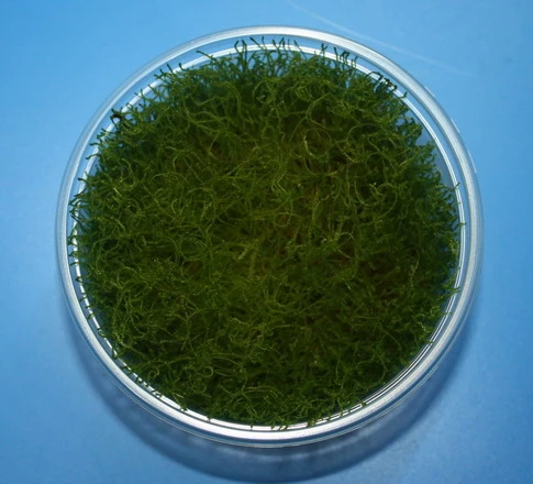 XL In-Vitro Giant-Moos / Taxiphyllum Sp. "Giant" Moos