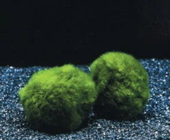 Mooskugel Größe XL 5-7 Cm / Aegagropila Linnaei - Marimo Moos Ball