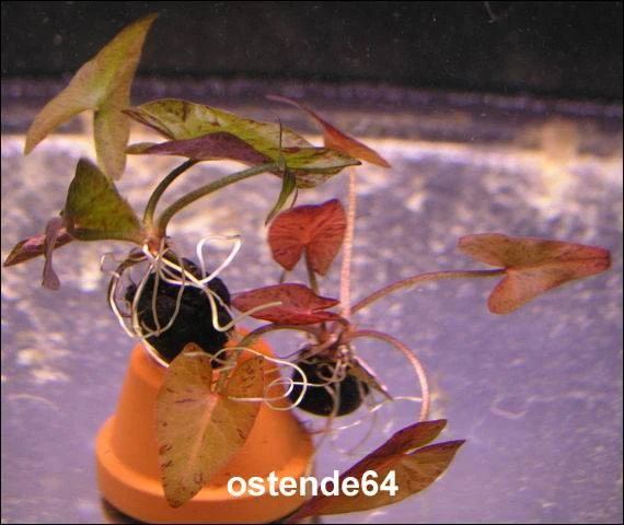 Roter Tigerlotus Knolle+Trieb / Nymphaea Lotus Var. Rubra – Bild 2