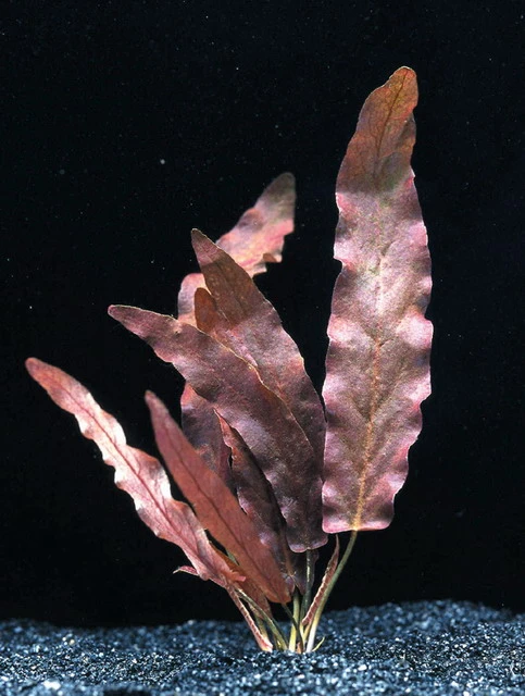 Rote Langblättrige Barclaya / Barclaya Longifolia Rubra *TOP-RARITÄT*