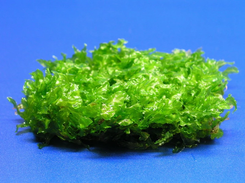 Monosolenium Tenerum / Großes Teichlebermoos - Pelia (Pellia) Polster 110 X 80 Mm, Moos – Bild 3