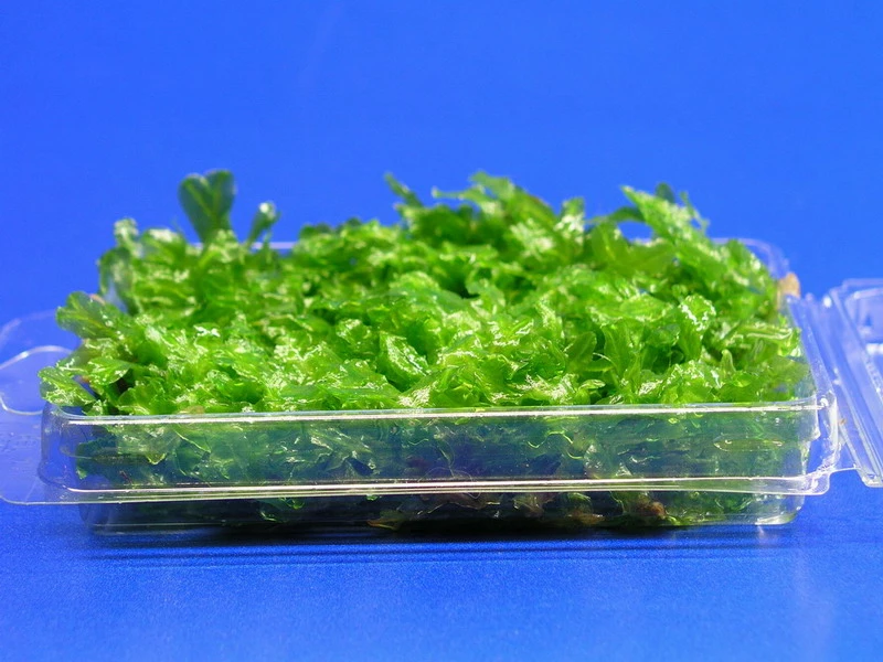 Monosolenium Tenerum / Großes Teichlebermoos - Pelia (Pellia) Polster 110 X 80 Mm, Moos – Bild 4