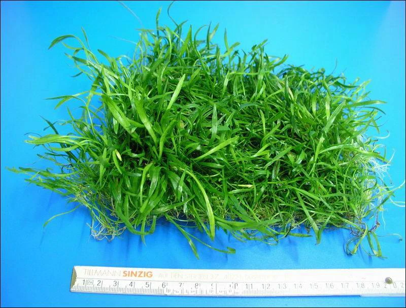 Neuseelandgras - Schöne Dichte Matte 150x120 Mm / Lilaeopsis Novae Zelandiae – Bild 2