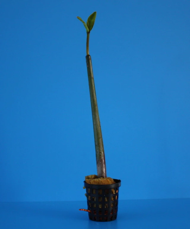 Rote Mangrove / Rhizophora Mangle (Jungpflanze) Mit Wurzel Und Austrieb – Bild 3