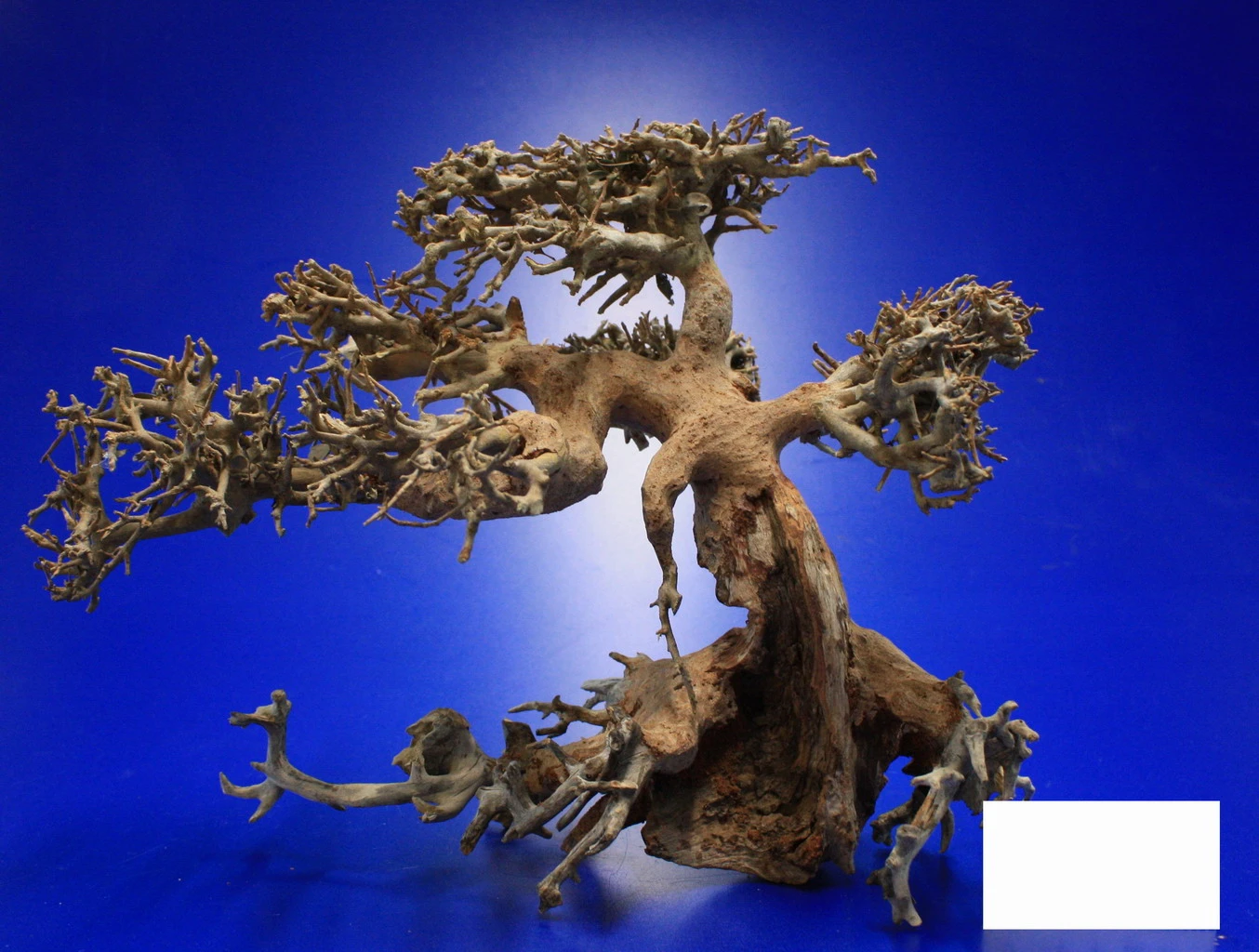 Aqua-Bonsai Wurzel Large - Aquascaping Drachenbaum Traumwurzel Groß – Bild 3