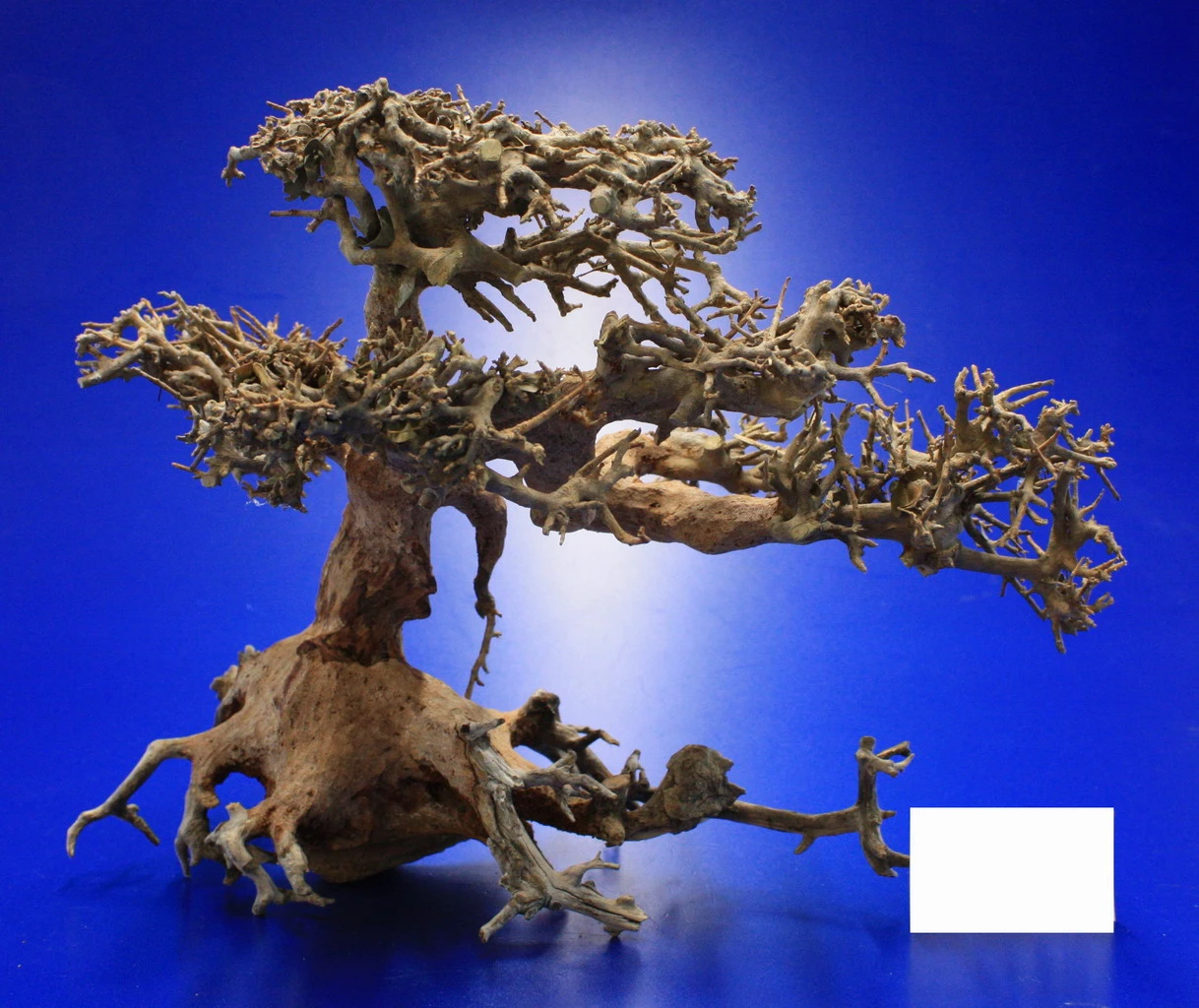 Aqua-Bonsai Wurzel Large - Aquascaping Drachenbaum Traumwurzel Groß – Bild 4