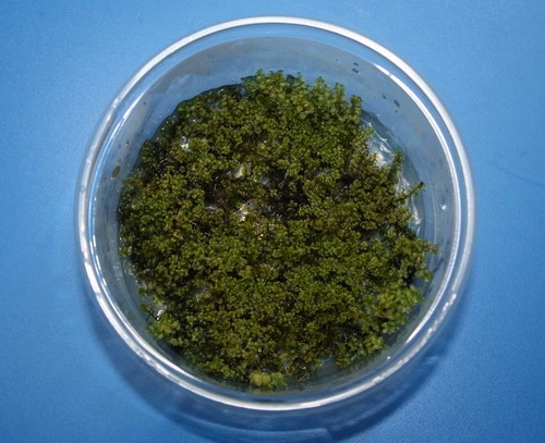 XL In-Vitro Kriechsternmoos / Plagiomnium Affine Im Moos XL-Cup